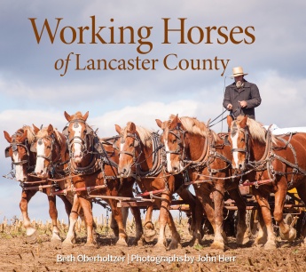 Working Horses of Lancaster County